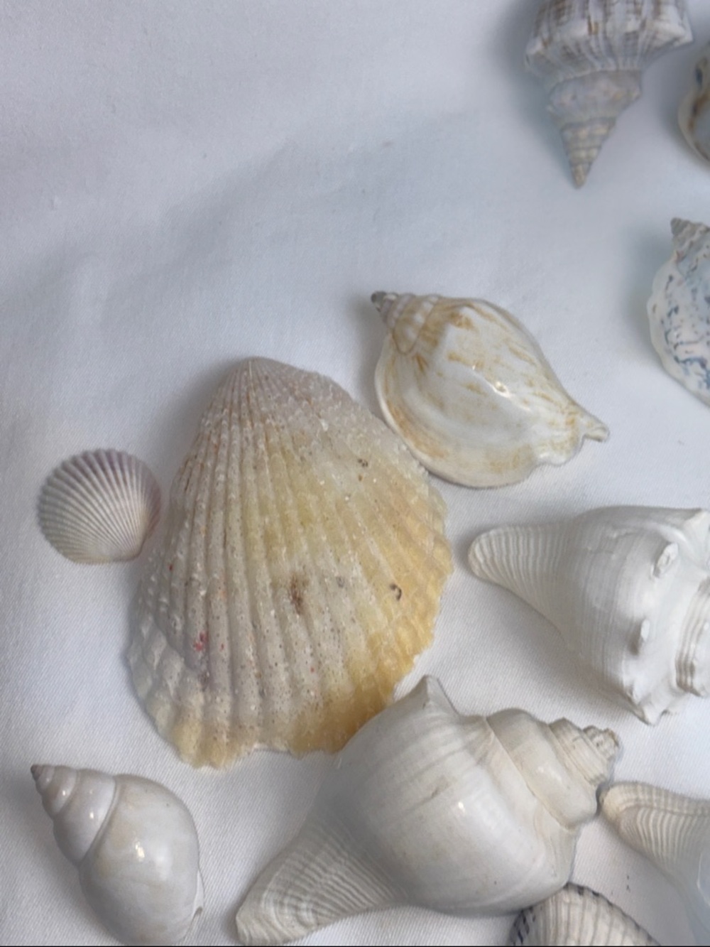 20pc Boutique Natural Shell Collection - Excellent Condition - Picture 14 of 14